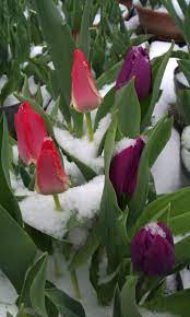 Weather Problems Winter Flowers Flowers Tulips