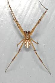 7 how dangerous black widows are? How To Identify Brown Widow Spiders Center For Invasive Species Research
