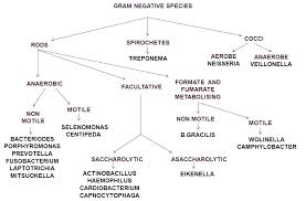 gram negative bacteria chart achievelive co