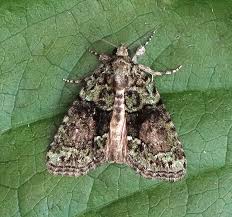 Image result for Cryphia algae