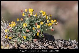 Image result for Argyrolobium rupestre