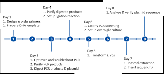 Four Tips For Optimizing Your Pcr Amplification