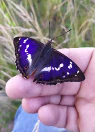 Image result for Apatura iris