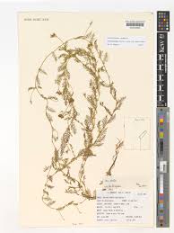 Image result for Xenostegia pinnata