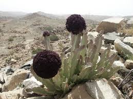 Local Plant Flowers Taif City Nature In Saudi Arabia Photo Taken By Galaxy Note 2 Plants Planting Flowers Wild Plants