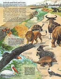 Animal Illustrations Endangered Animals Animals Wild Animal Illustration