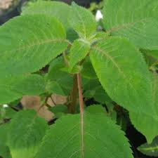 Image result for Impatiens apiculata