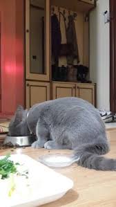 Yemek Zamani Ve Kedi Margo Frida Ilovemycat Kedi