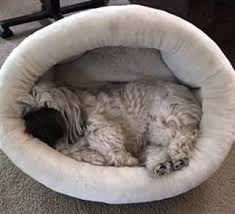 The outside of the house as well as the bottom of the removable sherpa pad are covered in water resistant, easy to clean, canvas. The Best Beds For Shih Tzu All Ages