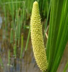 Pekarangan Rumah Sudah Seharusnya Dimanfaatkan Untuk Menanam Berbagai Jenis Tumbuhan Baik Itu Tanaman Hias Tanaman Buah Dan Tidak Tanaman Obat Tanaman Herbal
