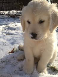 Our Leo White Golden Retriever Cute Dogs Retriever Puppy Animals