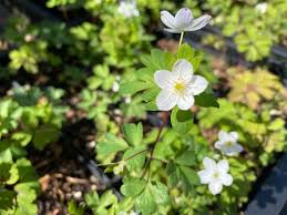 Image result for Embelia ruminata