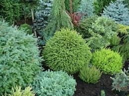 Bright gold chamacyparis is the most conifers can be planted into early november, with special attention given to winter watering and a preventive application of wilt pruf to reduce winter. I M Getting To Be A Real Fan Of Conifers Especially The Dwarf Ones Evergreen Landscape Conifers Garden Small Garden Conifers
