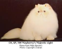 Himalayan cats have been developed through crossbreeding the persian and siamese cats. Himalayan Persian Article 1999 The Cat Fanciers Association Inc