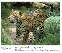 Jaguar Panthera Onca Natureworks