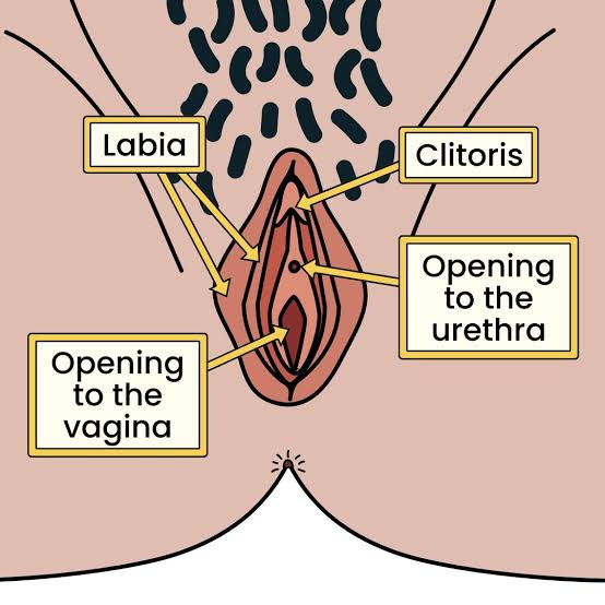 Private body parts of a girl or person with a vulva – Healthy Respect