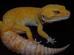 Tips for sexing and breeding leopard geckos pethelpful : Ember Gecko On Twitter Xtreme Raptor Giant 94 Grams Sku G1815 Status For Sale Gender Male Hatch Date 08 25 2015 Embergecko Giantleopardgecko Leopardgecko Https T Co Fftgz3nbux