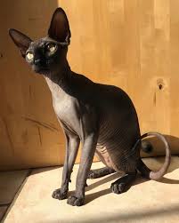 A strong cat, the sphynx is an inquisitive breed that likes to be the centre of attention. Sphynx Cat Adoption 7 Amazing Facts About Amazing Cats By Jennifer Wilson Medium