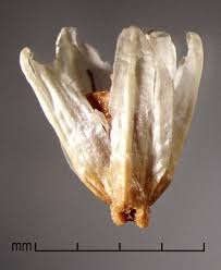 Image result for Alternanthera sessilis