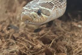 Even so, it does need a secure enclosure of some sort. How To Care For Your Western Hognose Snake Allan S Pet Center