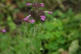 Image result for Clinopodium uhligii