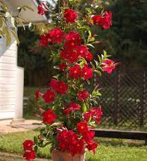 Sundenia White Dipladenia Hybrid In 2021 Red Plants Plants White Plants