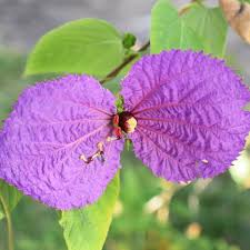 Image result for Dalechampia