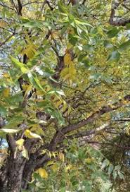 Image result for Kirkiaceae