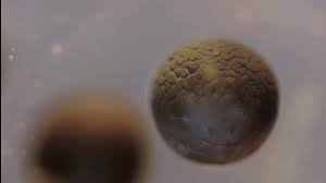 Jun 13, 2021 · interphase and the cell cycle. Cell Division Time Lapse Youtube