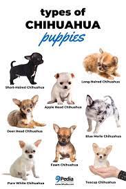 Types Of Teacup Chihuahua Puppies Chihuahua Puppies Teacup Chihuahua Puppies Chihuahua Puppy Clothes