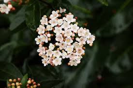 Una pianta molto interessante che produce dei meravigliosi fiori bianchi è la choisya, chiamata anche arancio del messico. Fiori Invernali Piu Profumati