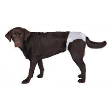 Wann hündinnen das erste mal läufig werden, welche phasen der zyklus beinhaltet und in welchen intervallen sich die läufigkeit wiederholt, erfahren wann genau eine hündin erstmals läufig wird, hängt unter anderem von der hunderasse ab. Vetlando Einmalwindel Wegwerfwindel Fur Hundinnen Im 5er Pack