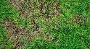 The easiest way to revive st. How To Treat St Augustine Grass Fungus Get Rid Of Brown Patches In Lawn Cg Lawn