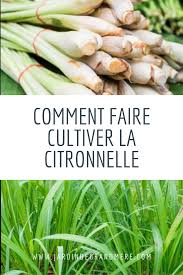 Comment Faire Cultiver La Citronnelle Cultiver Citronnelle Citronelle Plante