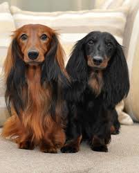Have fun looking around our site at all the beautiful mini dachshunds. Pin By Ab On I Love Dachshunds Dogs Beautiful Dogs Long Haired Dachshund