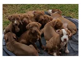 Black boerboel puppies for sale in gauteng. Puppies For Sale Gauteng Puppies For Free In Gauteng