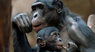 This is the adorable baby bonobo from the twycross zoo in atherstone, england. The Birds The Bees And The Bonobos Macleans Ca