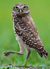 Birds That Sing At Night In Florida 