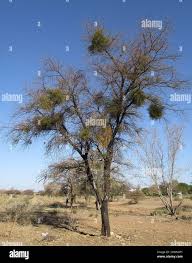 Image result for Viscum verrucosum