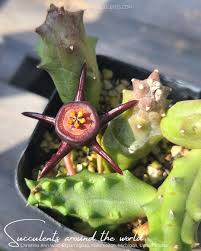 Image result for Duvalia