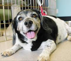 Learn more about indiana county humane society inc. Senior Animals Make Great Pets