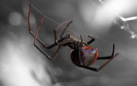 But such a creature exists in the real world, and one was spotted this week by a man in arizona. Spiders Common Pest Identification In Phoenix Az