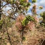 Image result for Combretum mossambicense