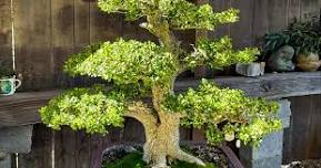 Bonsai Workshop | The Huntington