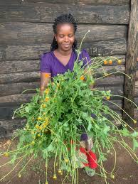 Image result for Crassocephalum vitellinum