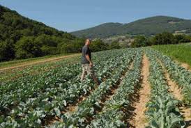 Fruits Et Legumes Site De Un Dimanche A La Campagne