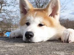 dog in spain camps outside hospital as owner recovers from operation olive press news spain japanese dogs dog breeds japanese dog breeds