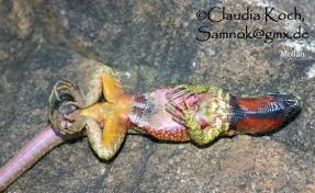 Image result for Stenocercus simonsii