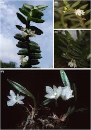 Image result for Tridactyle anthomaniaca