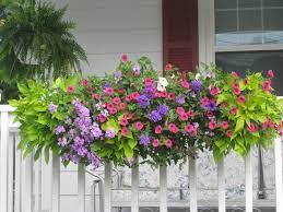 We did not find results for: Spring Tips Window Boxes Window Box Flowers Window Box Plants Planter Boxes Flowers
